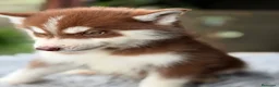Husky Siberiano perros en venta: Husky rojo económico  - Anuncio 5