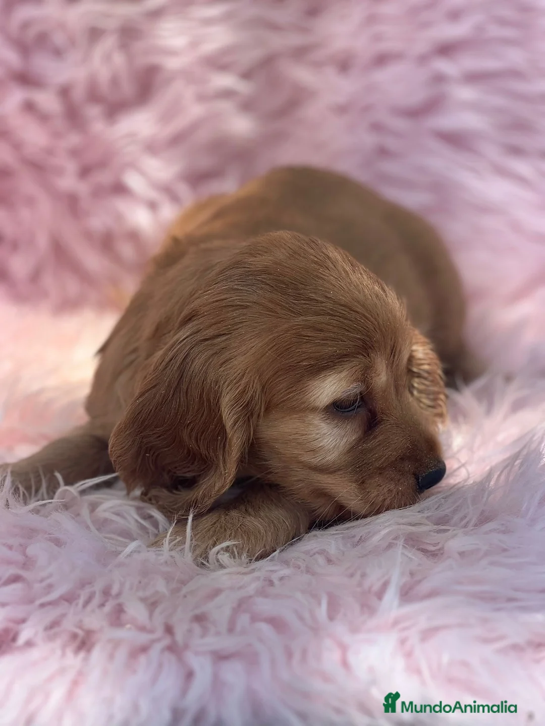 Cocker Spaniel Inglés perros en venta: HEMBRAS COCKER SPANIEL INGLES - Anuncio 3