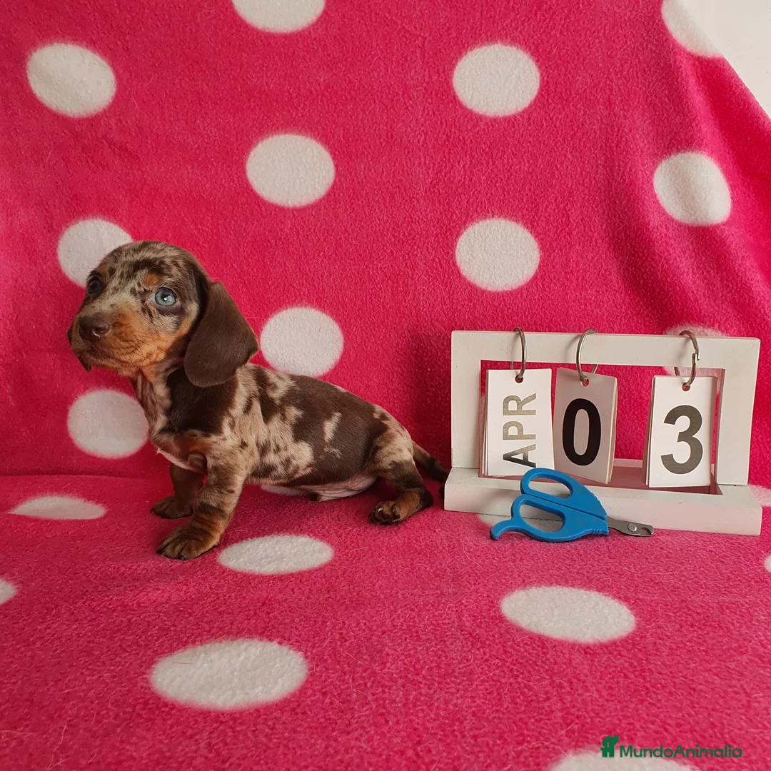 Teckel Miniatura perros en venta: Teckel miniatura arlequín  - Anuncio 2