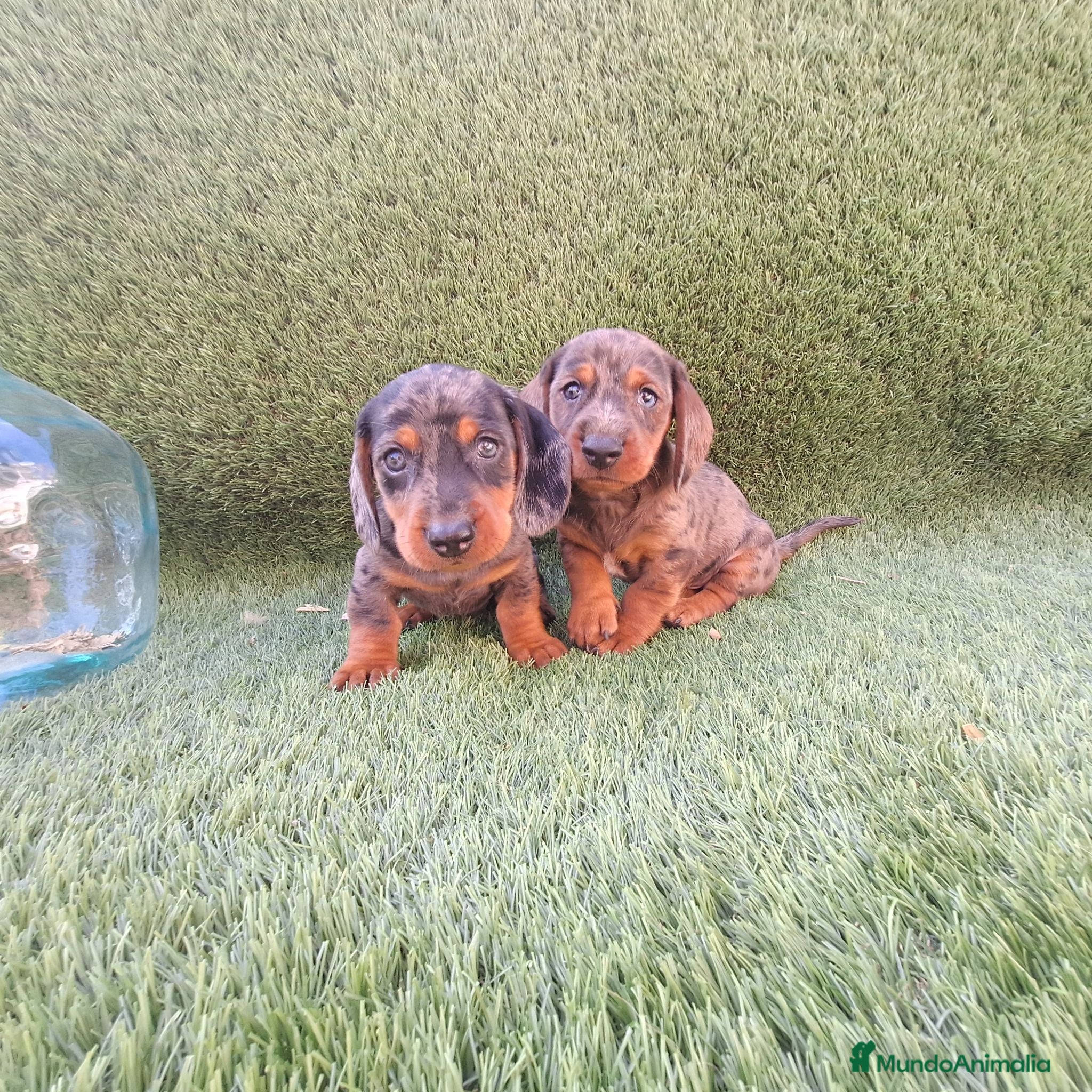 Teckel Miniatura perros TECKEL MINI ARLEQUIN - Anuncio 2