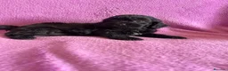 Maltipoo perros en venta: Cachorros maltipoo - Anuncio 9