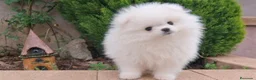 Pomerania perros en venta: POMERANIA  - Anuncio 2