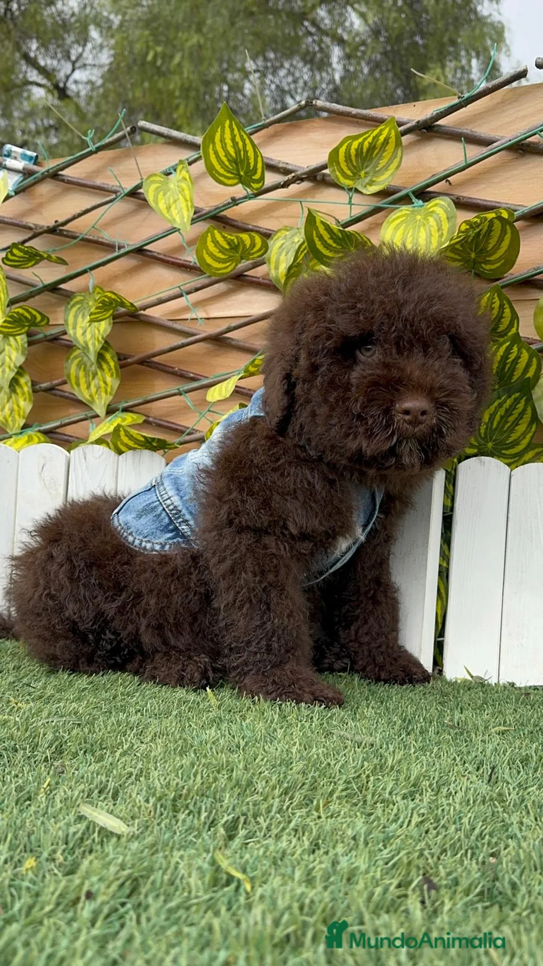 Perro de Agua Español perros en venta: PERRO DE AGUA ESPAÑOL - Anuncio 16