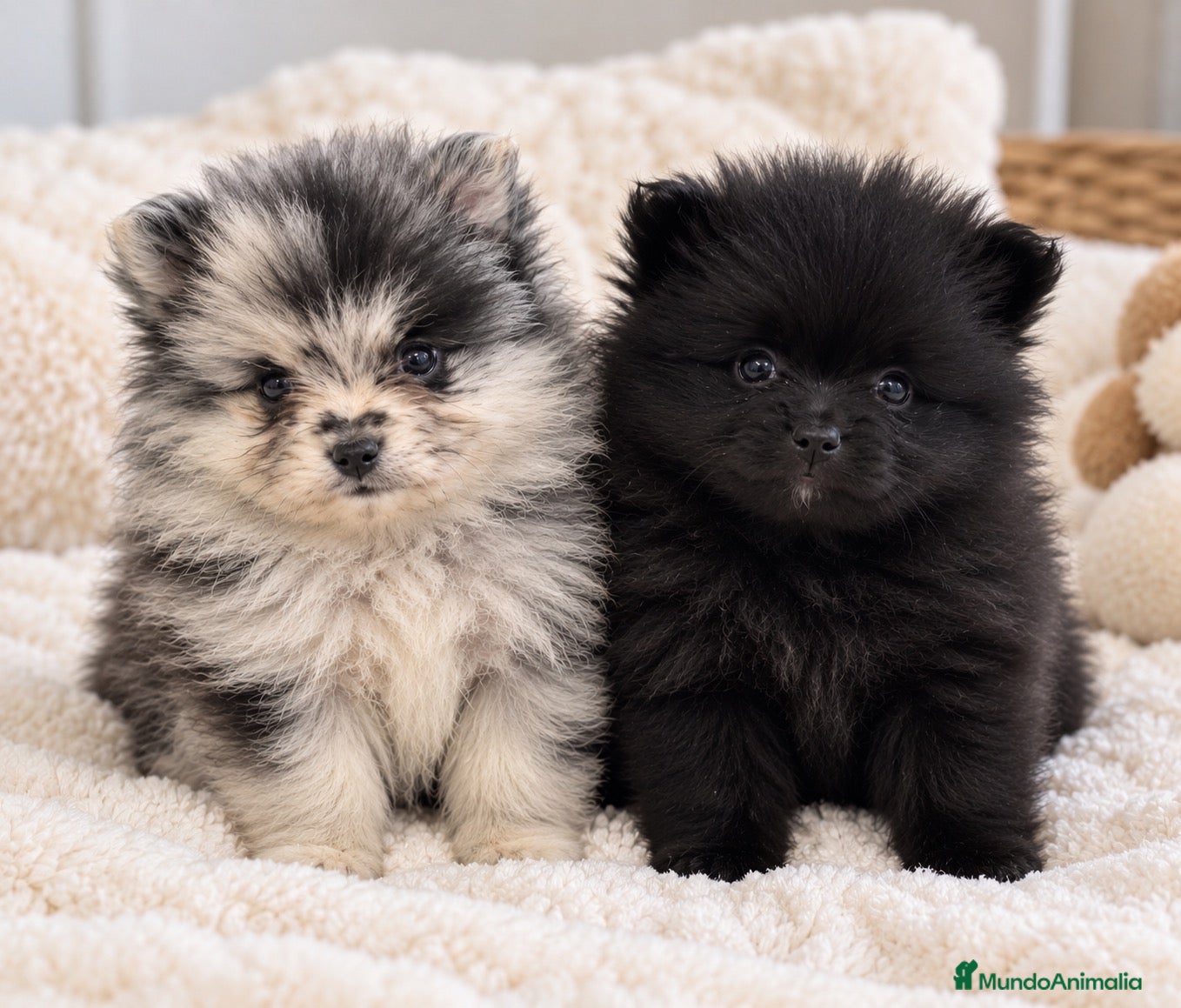 Pomerania perros POMERANIA MERLE MACHO Y HEMBRA NEGRA 🖤🐾 - Anuncio 4