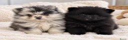 Pomerania perros en venta: POMERANIA MERLE MACHO Y HEMBRA NEGRA 🖤🐾 - Anuncio 1