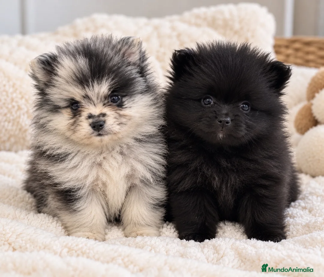 Pomerania perros en venta: POMERANIA MERLE MACHO Y HEMBRA NEGRA 🖤🐾 - Anuncio 1