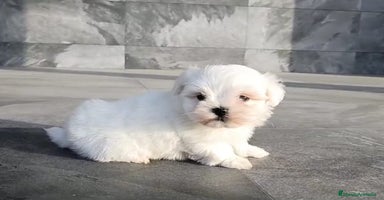 Bichón Maltés perros - Anuncio 3