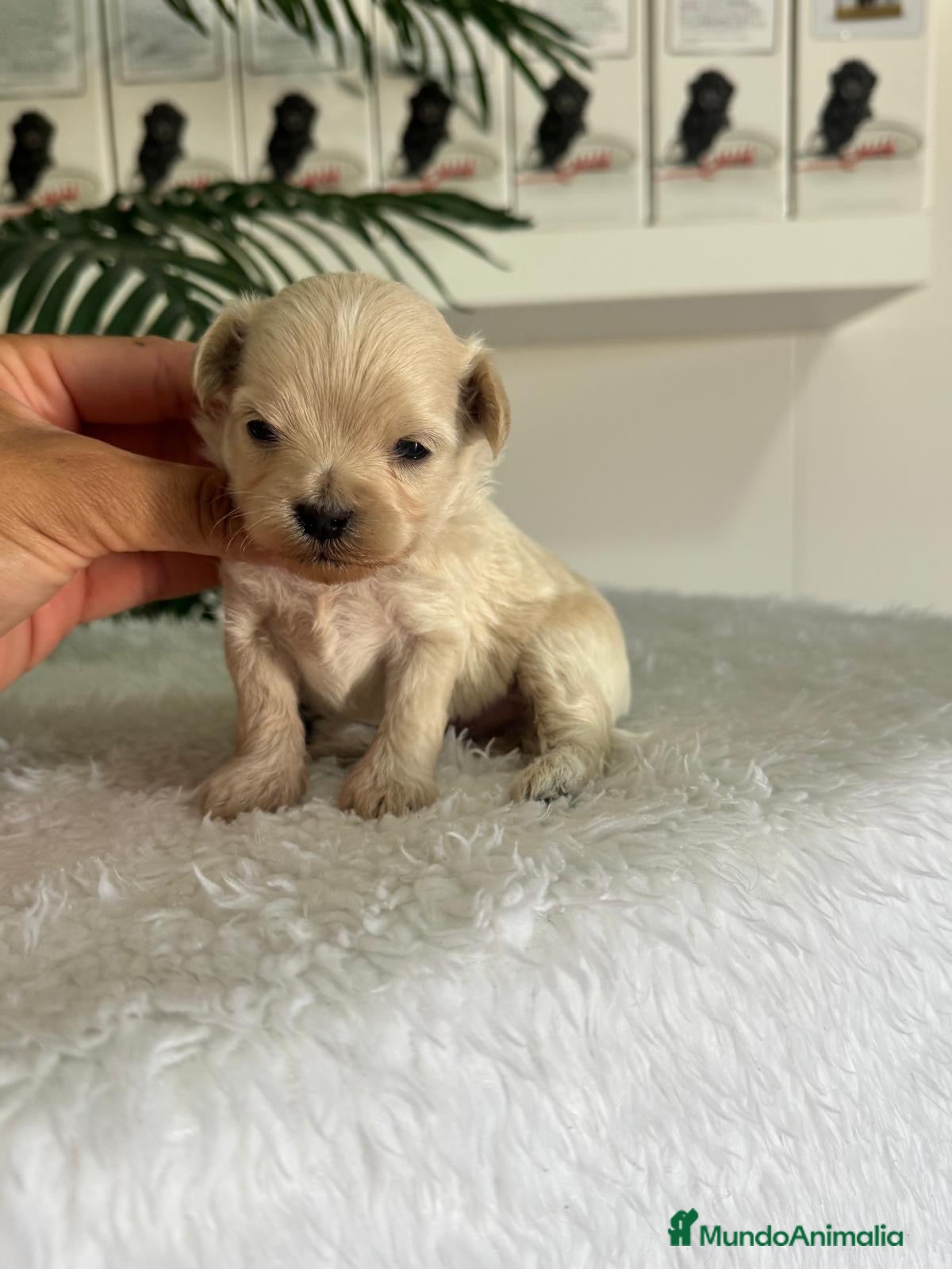 Maltipoo perros MALTIPOO DE LÍNEA COREANA – PEQUEÑOS QUE ENAMORAN - Anuncio 1