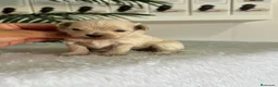Maltipoo perros en venta: MALTIPOO DE LÍNEA COREANA – PEQUEÑOS QUE ENAMORAN - Anuncio 1