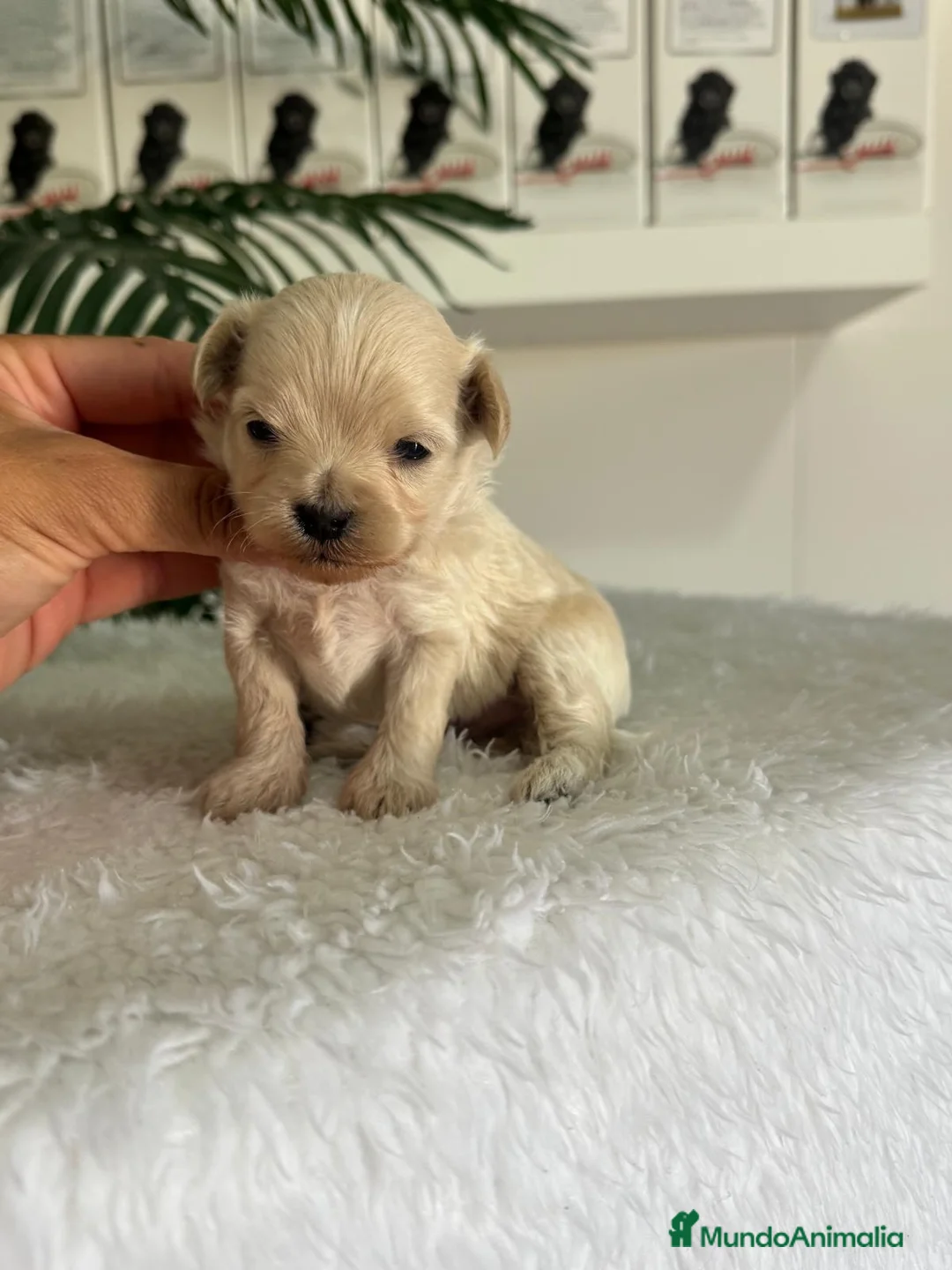 Maltipoo perros en venta: MALTIPOO DE LÍNEA COREANA – PEQUEÑOS QUE ENAMORAN - Anuncio 1