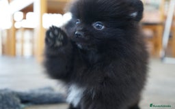 Pomerania perros en venta: 🧡 Cinco Pomerania, cinco personalidades únicas 🐾 - Imagen 3