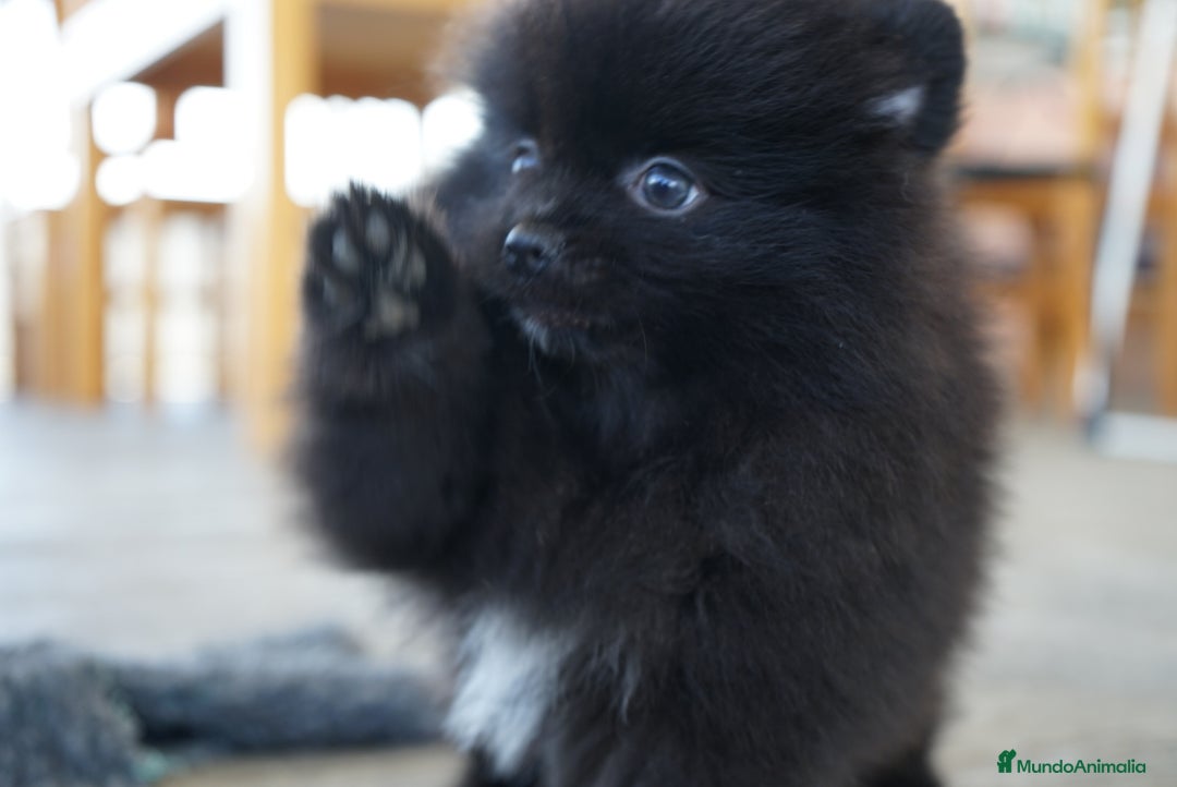 Pomerania perros en venta: 🧡 Cinco Pomerania, cinco personalidades únicas 🐾 - Imagen 3
