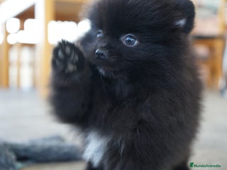 Pomerania perros - Anuncio 16