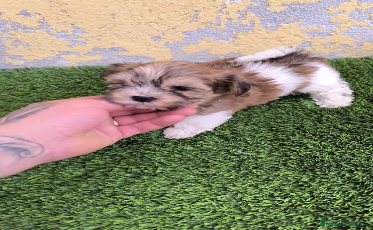 Shih Tzu perros - Anuncio 5