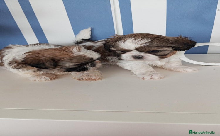 Shih Tzu perros - Anuncio 14