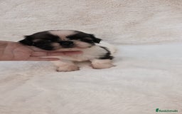 Shih Tzu perros en venta: Shitzu toy 🐾💙💙 - Imagen 2