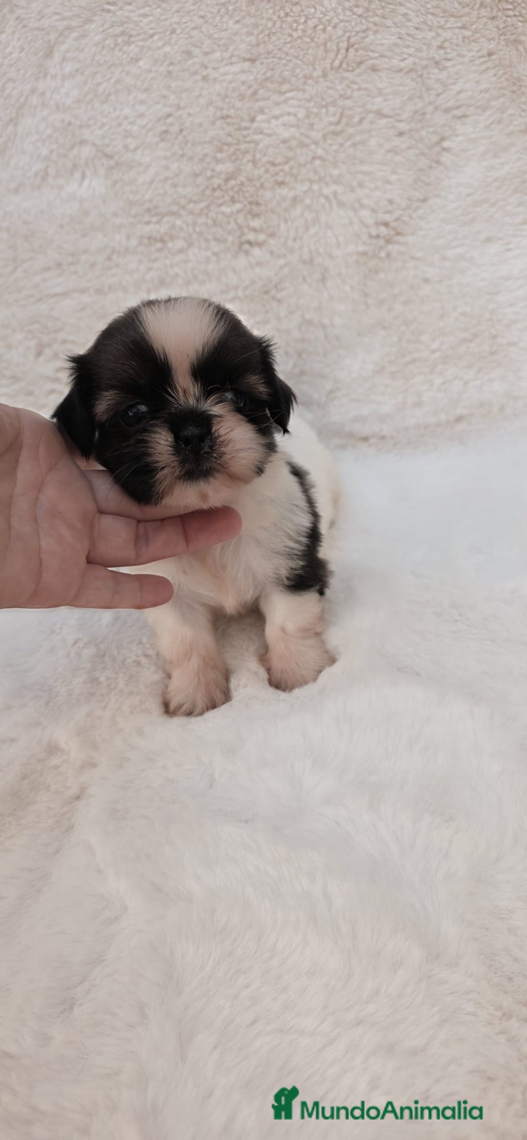 Shih Tzu perros en venta: Shitzu toy 🐾💙💙 - Imagen 2