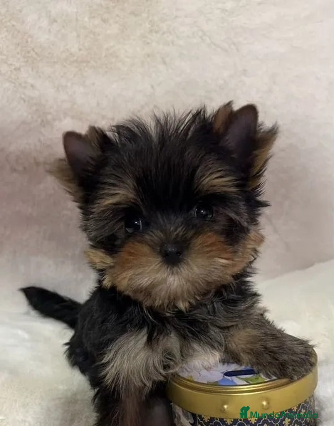 Yorkshire Terrier perros en venta: Cachorros Yorkshire Pedigree Toy - Anuncio 1