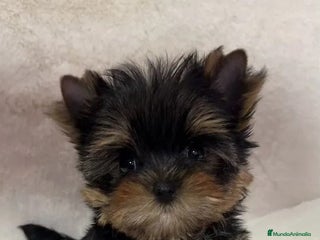 Yorkshire Terrier perros Cachorros Yorkshire Pedigree Toy - Anuncio 1