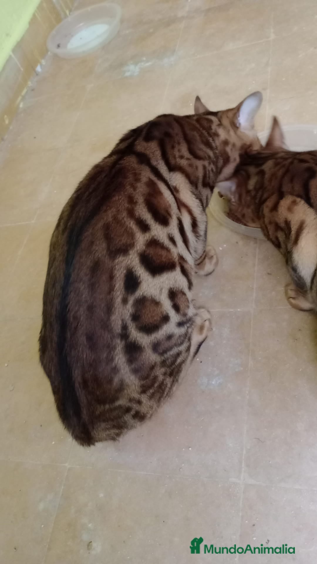 Bengalí gatos en venta: Gatos bengalis tienen 8 meses  - Anuncio 9