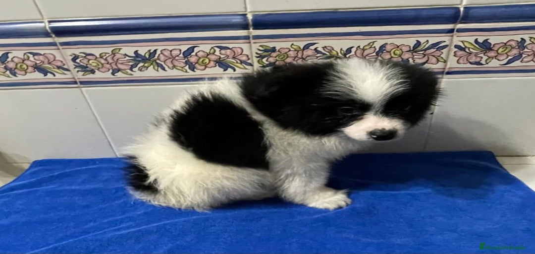 Imagen de galería {{count}}