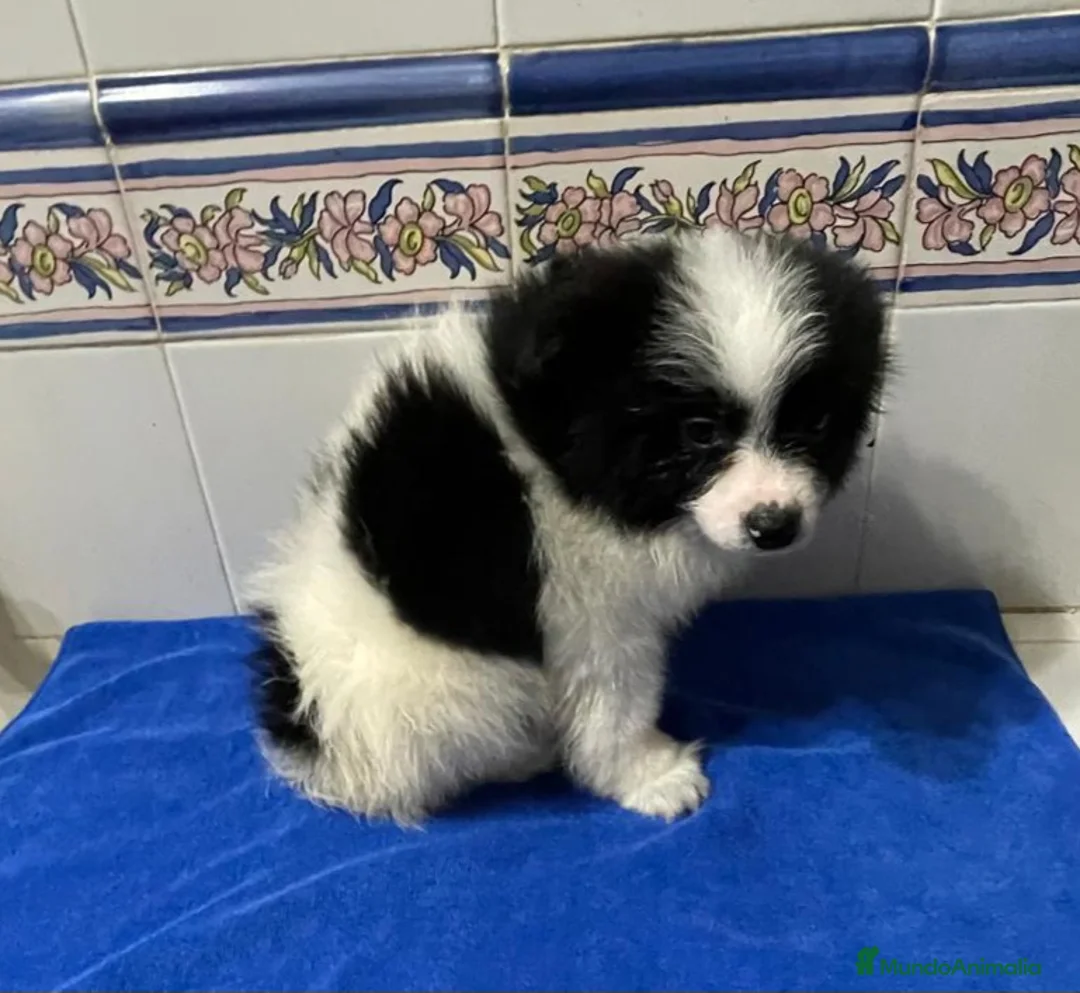 Imagen de galería {{count}}