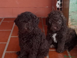 Perro de Agua Español perros - Anuncio 1