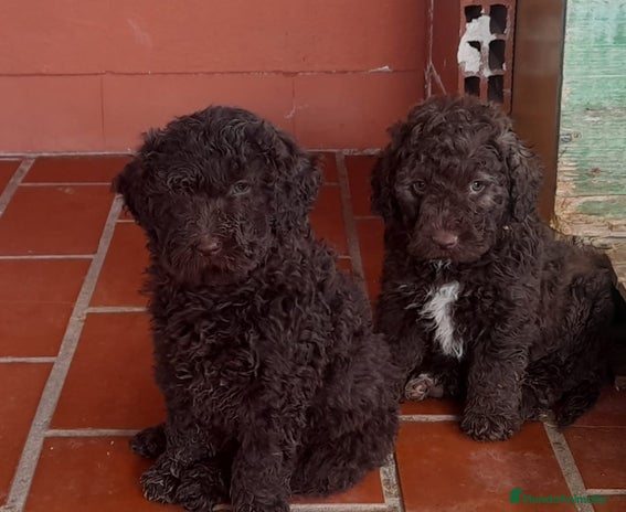 Perro de Agua Español perros - Anuncio 1