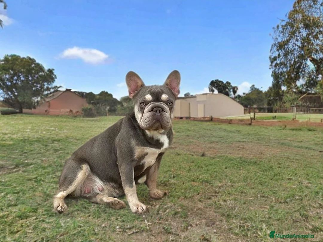 Bulldog Francés perros en venta: Bulldog Francés Lilac Merle - Anuncio 4