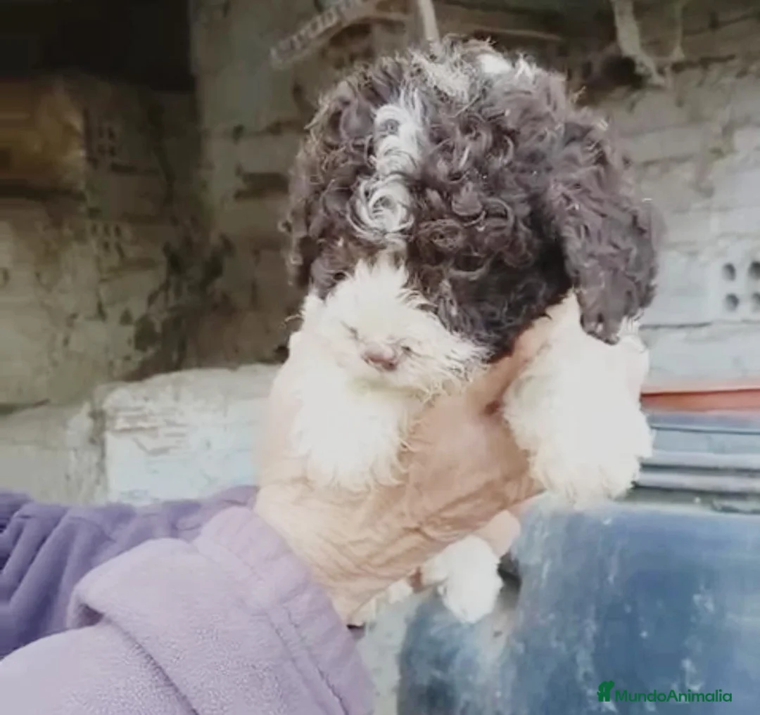 Perro de Agua Español perros en venta: Perro de agua  - Anuncio 2