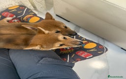 Shiba Inu perros en venta: Camada de Shiba-Inu  - Anuncio 3