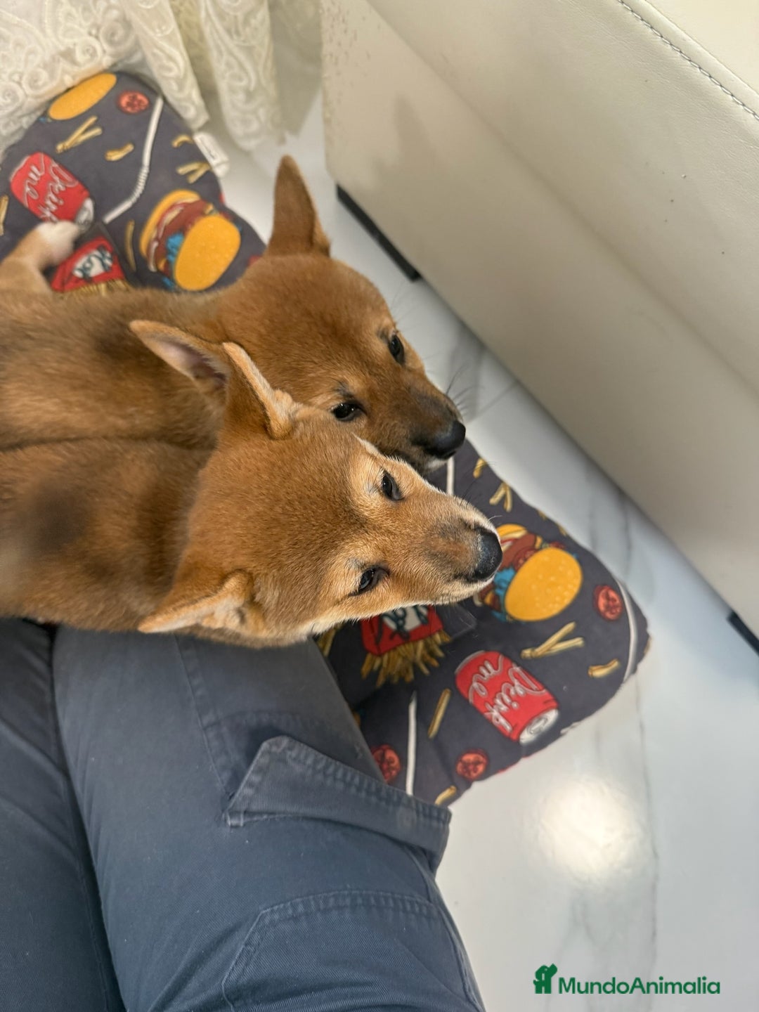 Shiba Inu perros en venta: Camada de Shiba-Inu  - Anuncio 3