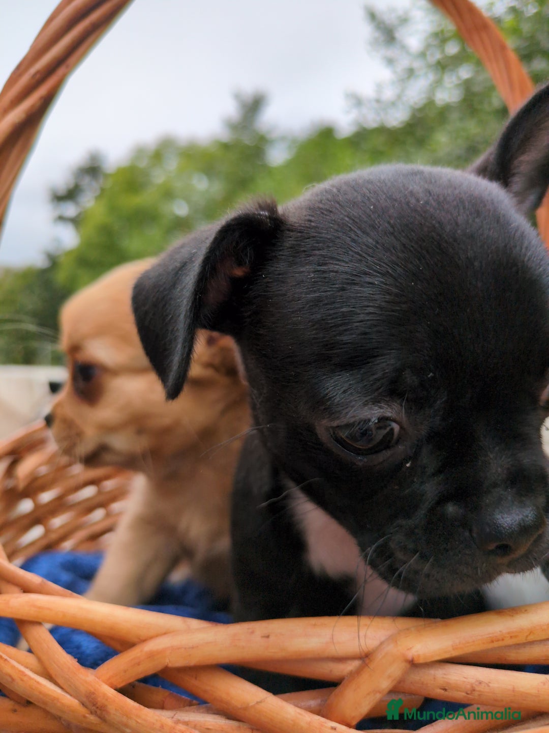 Chihuahua perros en venta: Chihuahuas toy cabeza de manzana - Imagen 18