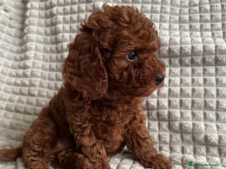 Caniche Toy perros caniche toy - Anuncio 1