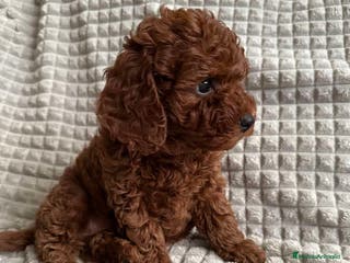 Caniche Toy perros caniche toy - Anuncio 19