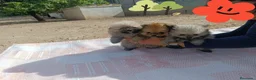Pomerania perros en venta: PRECIOSOS POMERANIAS MACHITOS - Anuncio 3