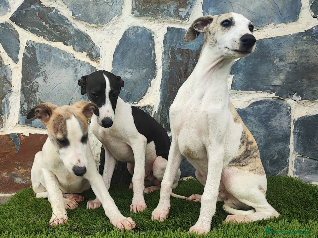 Whippet perros en venta: WHIPPET MACHO - Anuncio 5