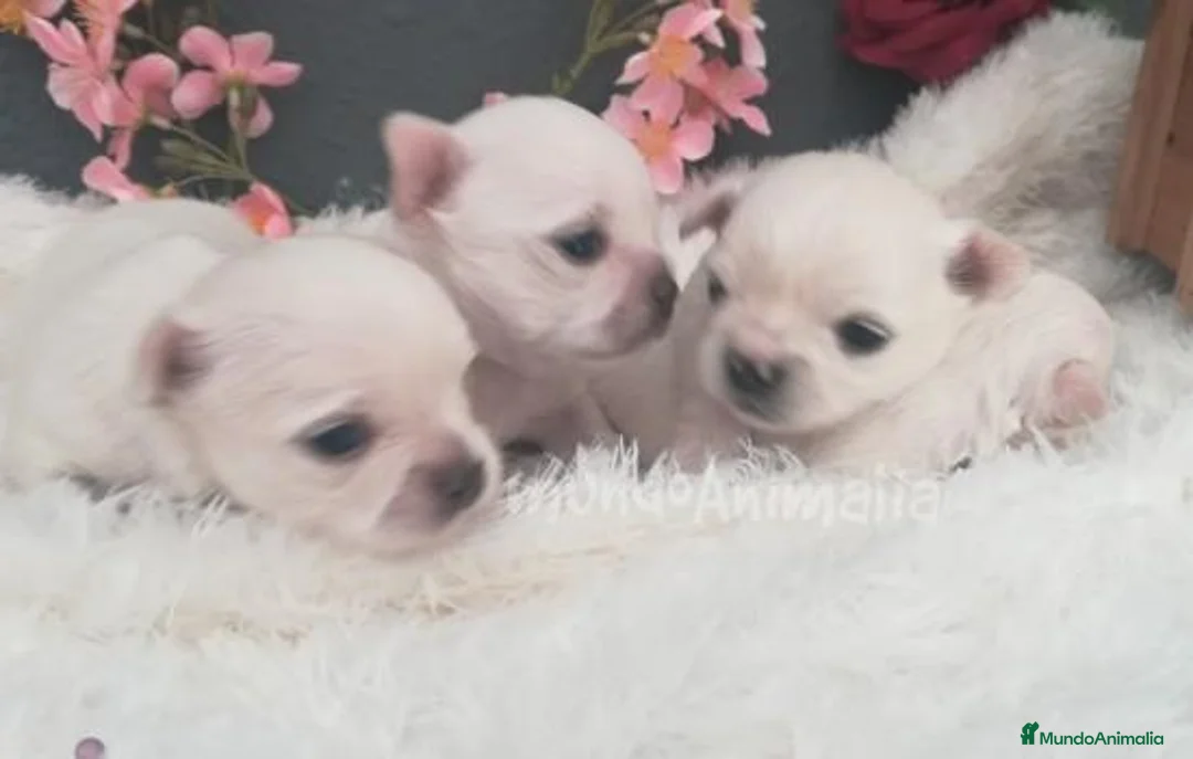 Imagen de galería {{count}}