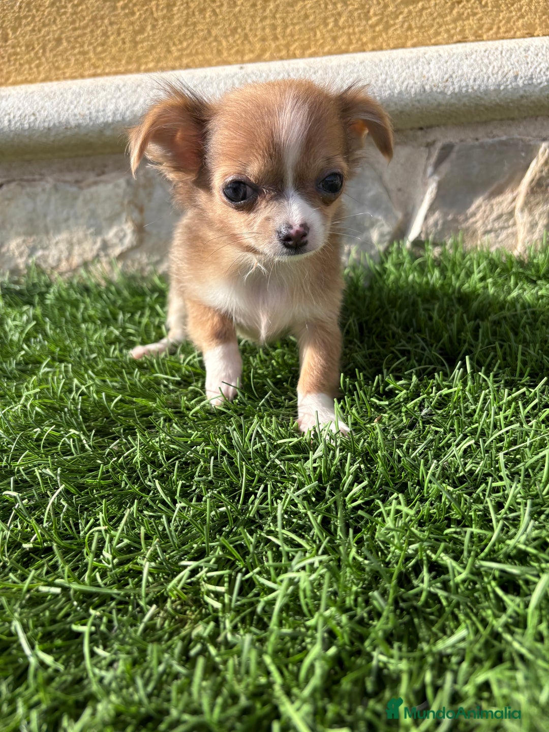 Chihuahua perros en venta: Chihuahua mini Toy pelo largo chocolate - Anuncio 7