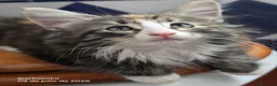 Bosque de Noruega gatos en venta: Bosque de Noruega gatitos disponibles. - Anuncio 6