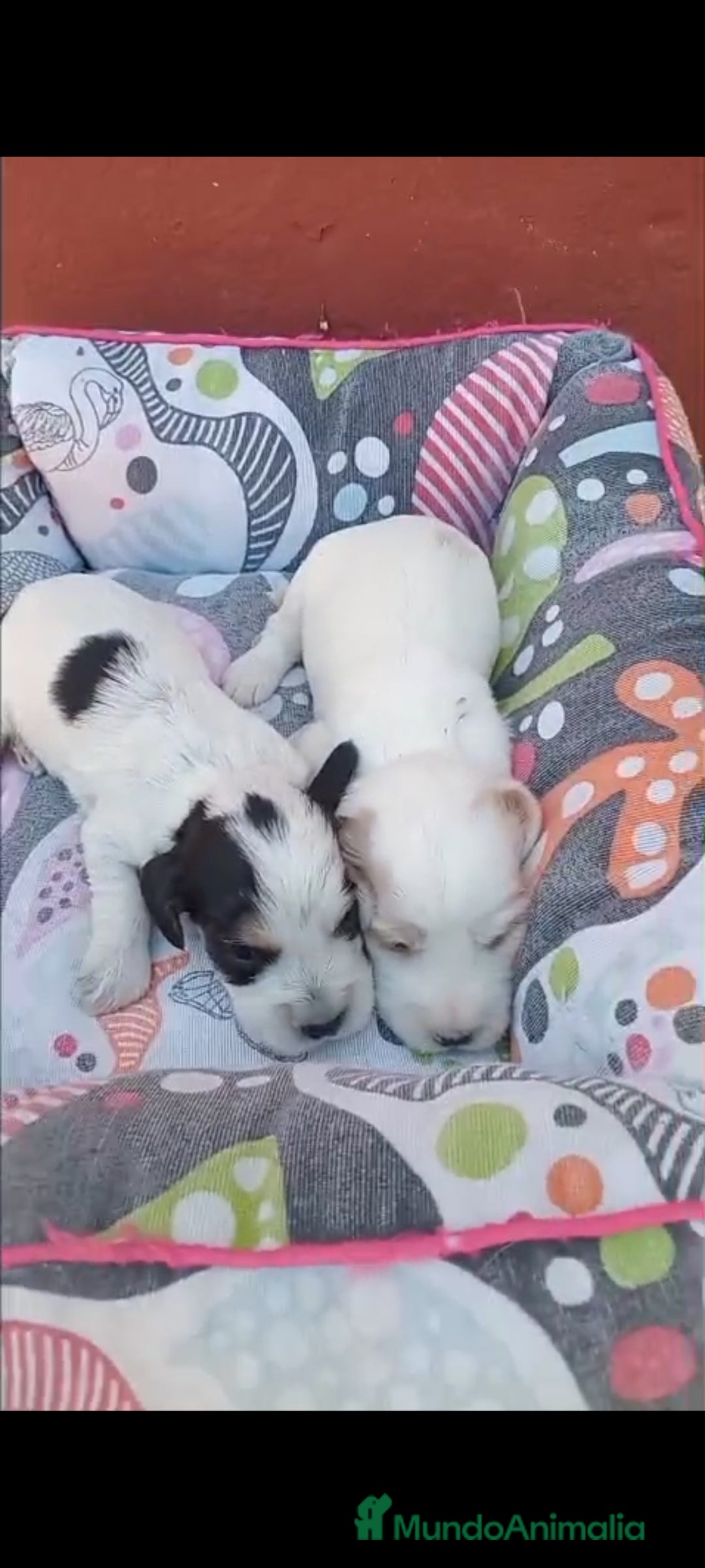 Cocker Spaniel Inglés perros en venta: Cocker spaniel ingles  - Imagen 3