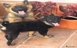 Pomerania perros en venta: Spitz alemán  - Imagen 1