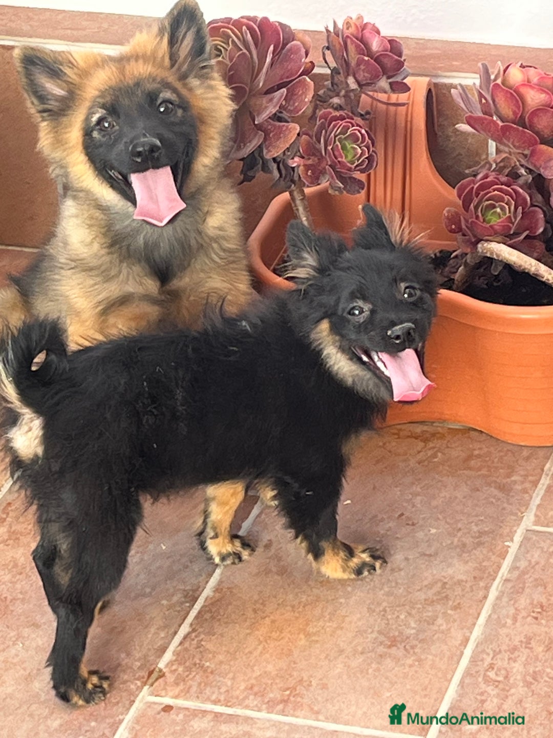 Pomerania perros en venta: Spitz alemán  - Imagen 1