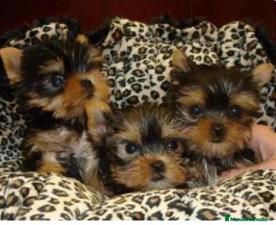Yorkshire Terrier perros en venta: 🌷🐾💕 YORKSHIRE: PEQUEÑOS TESOROS DE AMOR 💕🐾🌷 - Anuncio 1