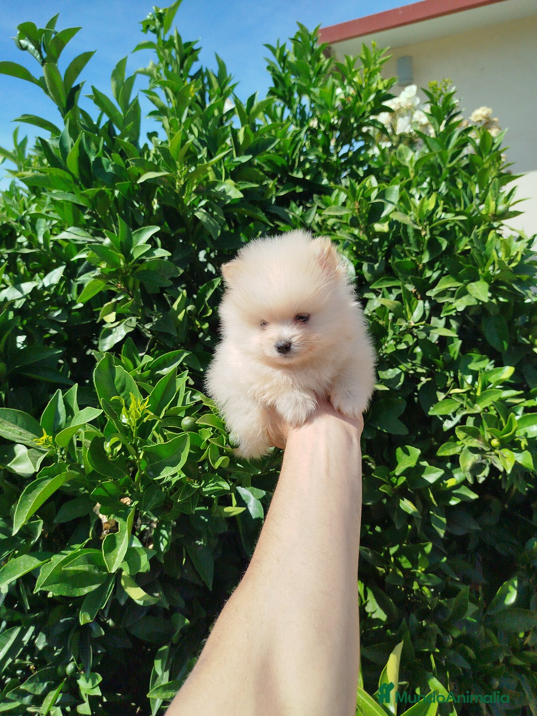 Pomerania perros en venta: Lulú de pomerania toy  - Imagen 7