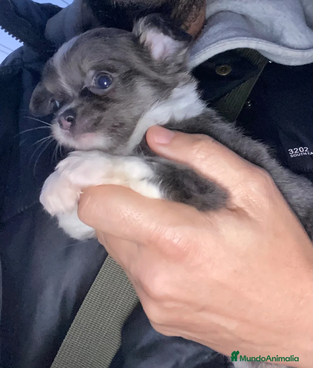 Chihuahua perros en venta: Chihuahua toy exoticos - Anuncio 2