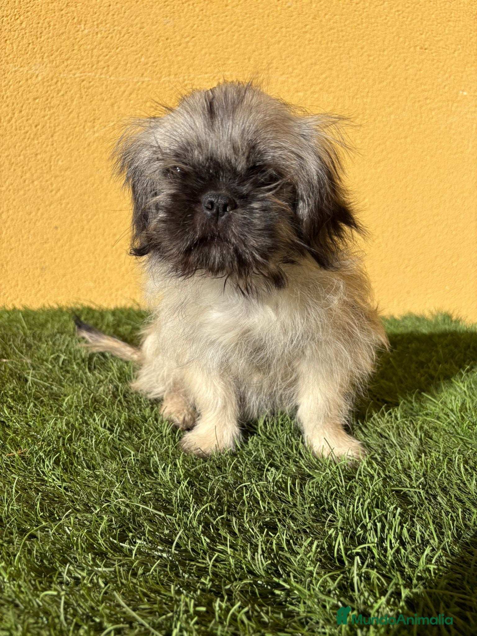 Pekinés perros Hembra de Pekines Imperial  - Anuncio 3