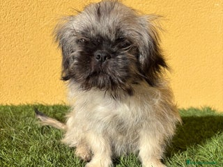 Pekinés perros - Anuncio 1