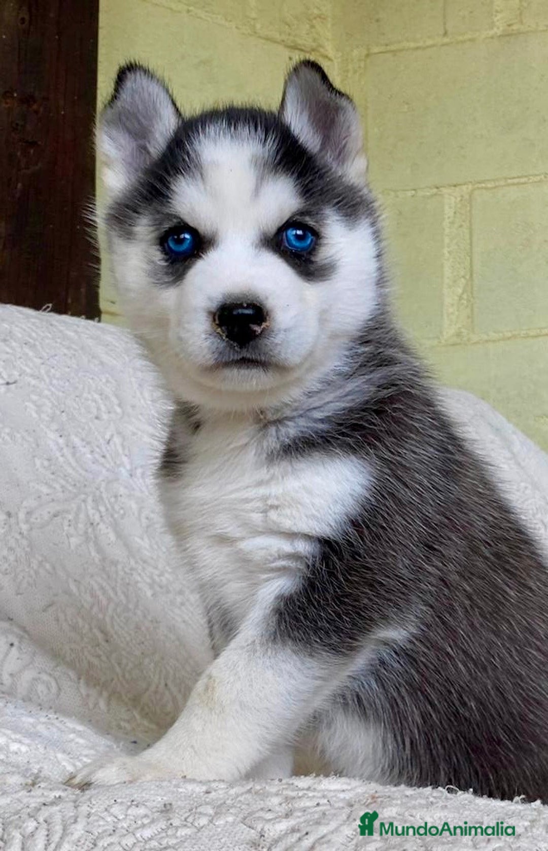 Husky Siberiano perros en venta: Husky Siberiano  - Anuncio 1