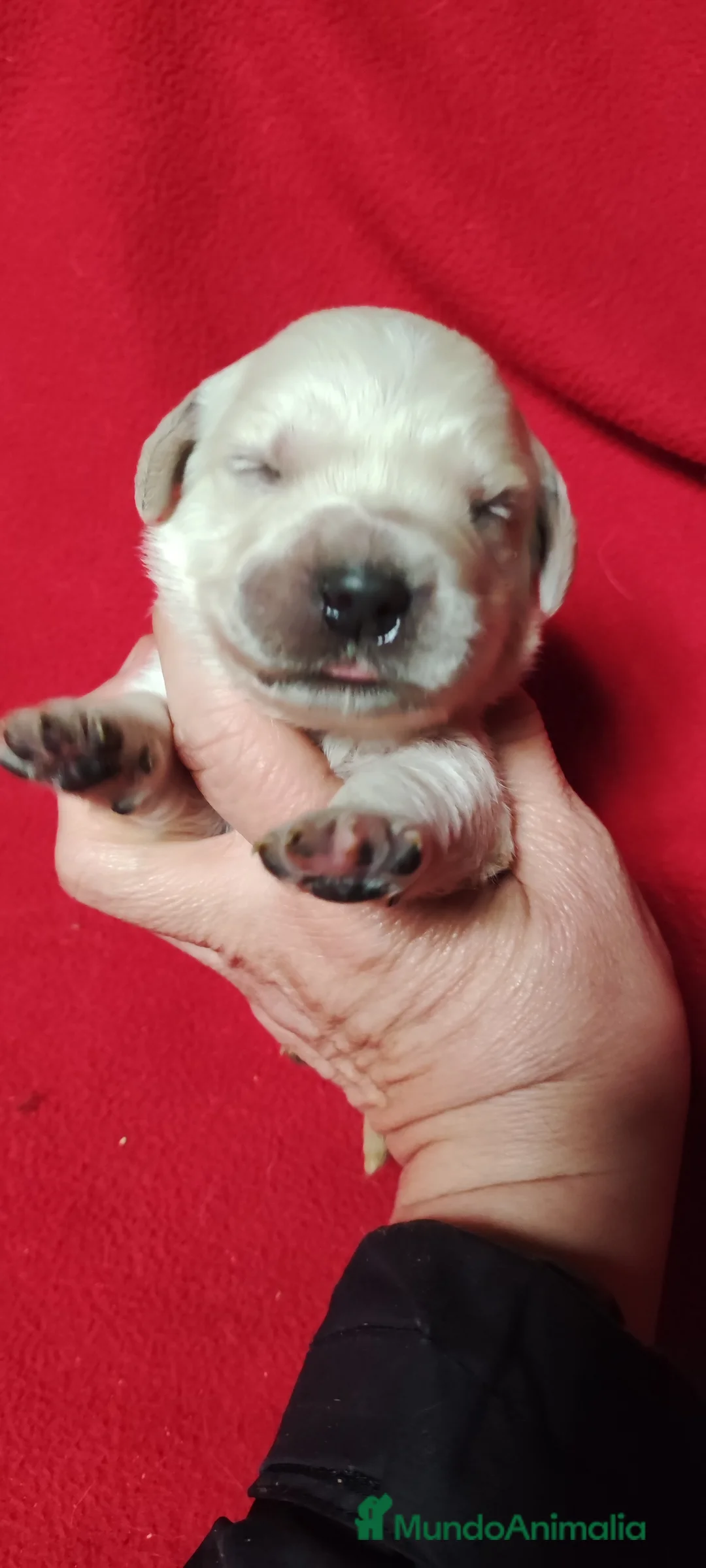 Golden Retriever perros en venta: Golden Retriever - Anuncio 15